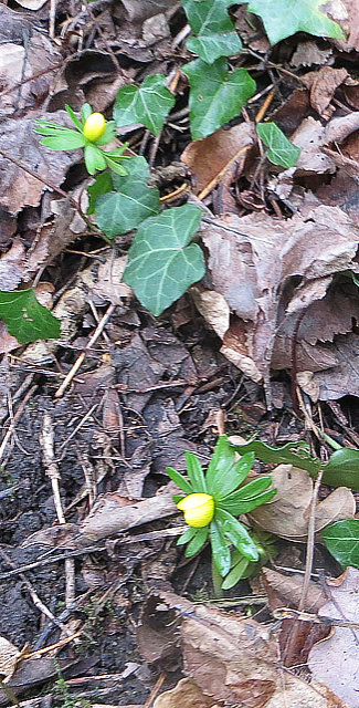 Winter Aconite Buds